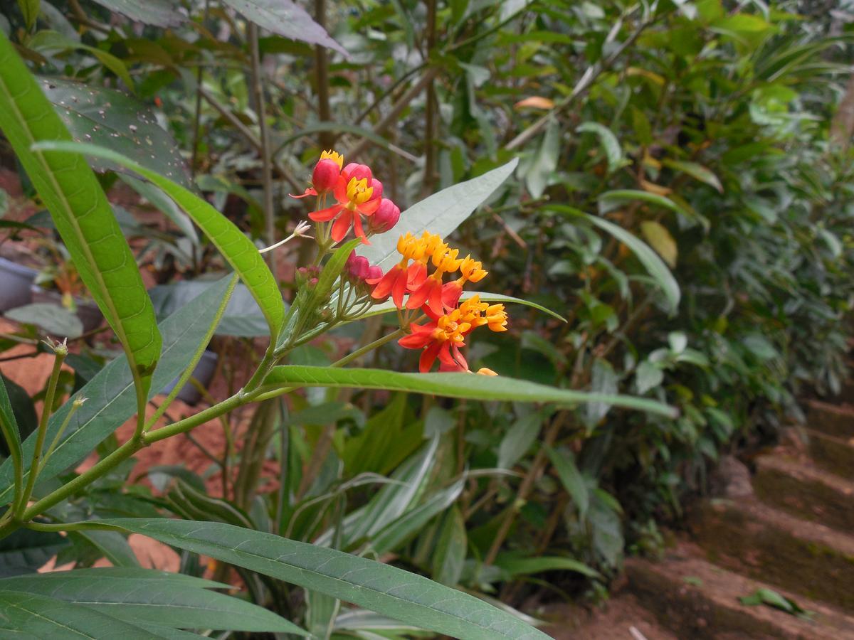 Le Leopard D 'Argent Hotel Kandy Bagian luar foto