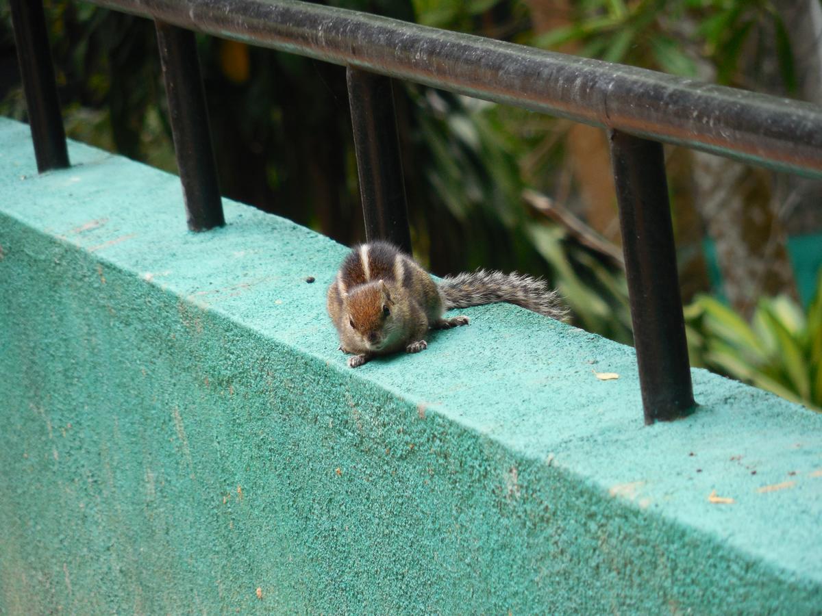 Le Leopard D 'Argent Hotel Kandy Bagian luar foto